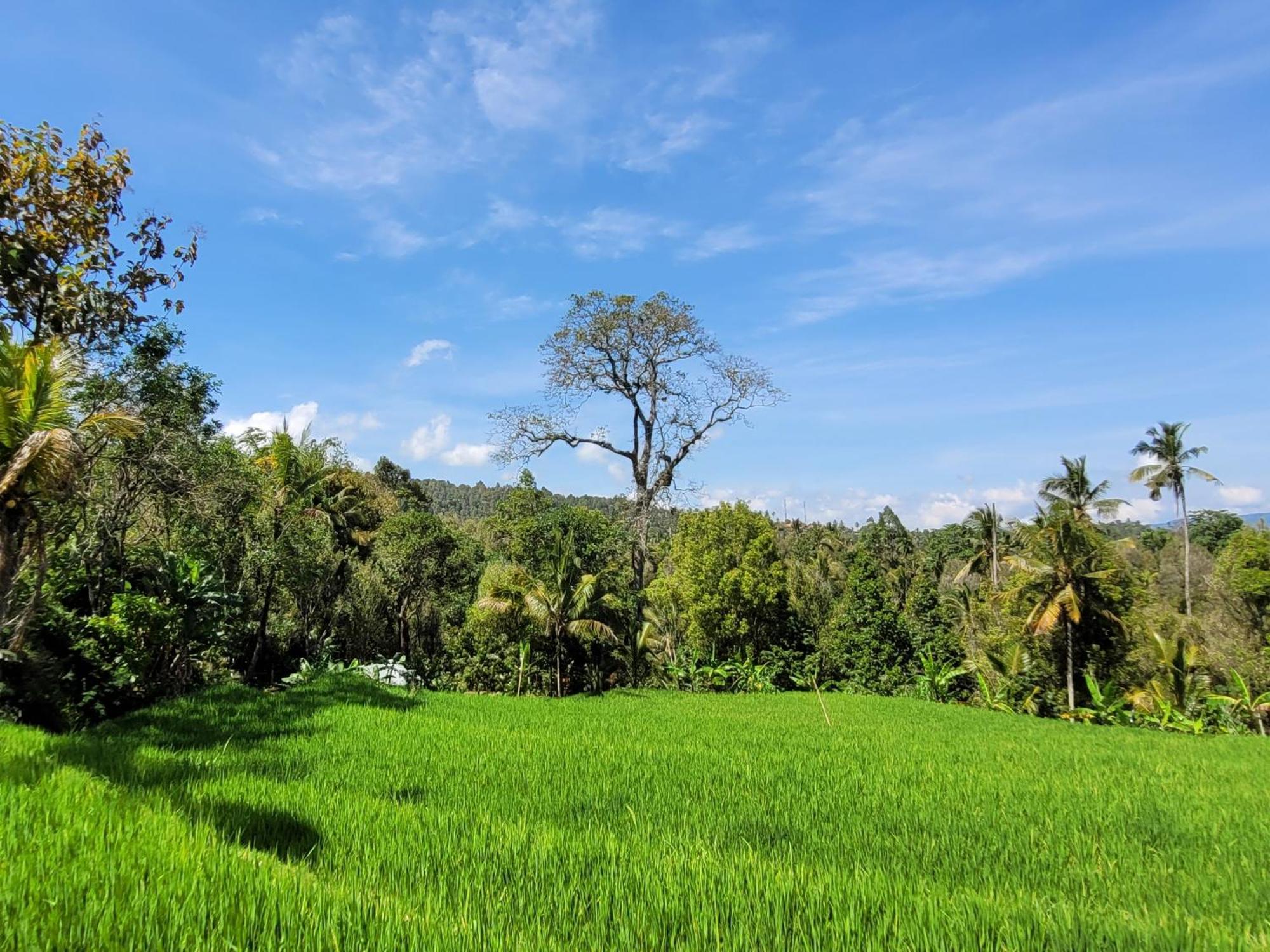 Ferienwohnung Umah Yugadi Bali Munduk Exterior foto